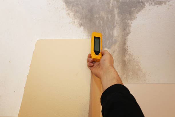 Best Attic Mold Removal  in New Haven, IN