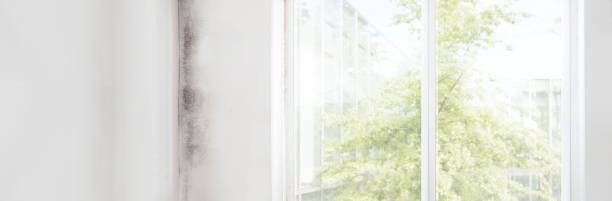 Best Mold Documentation for Insurance Claims  in New Haven, IN