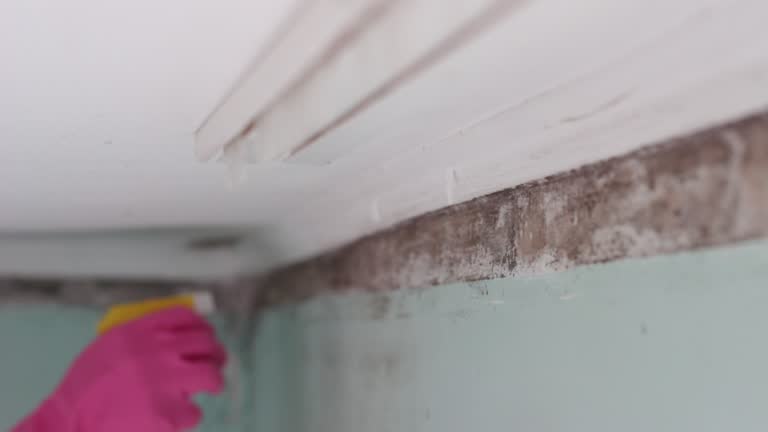 Best Emergency Mold Remediation  in New Haven, IN